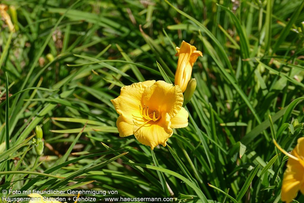 Taglilie 'Stella de Oro' (Hemerocallis x cult.)