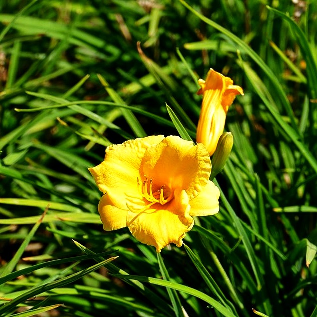 Taglilie 'Stella de Oro' (Hemerocallis x cult.)