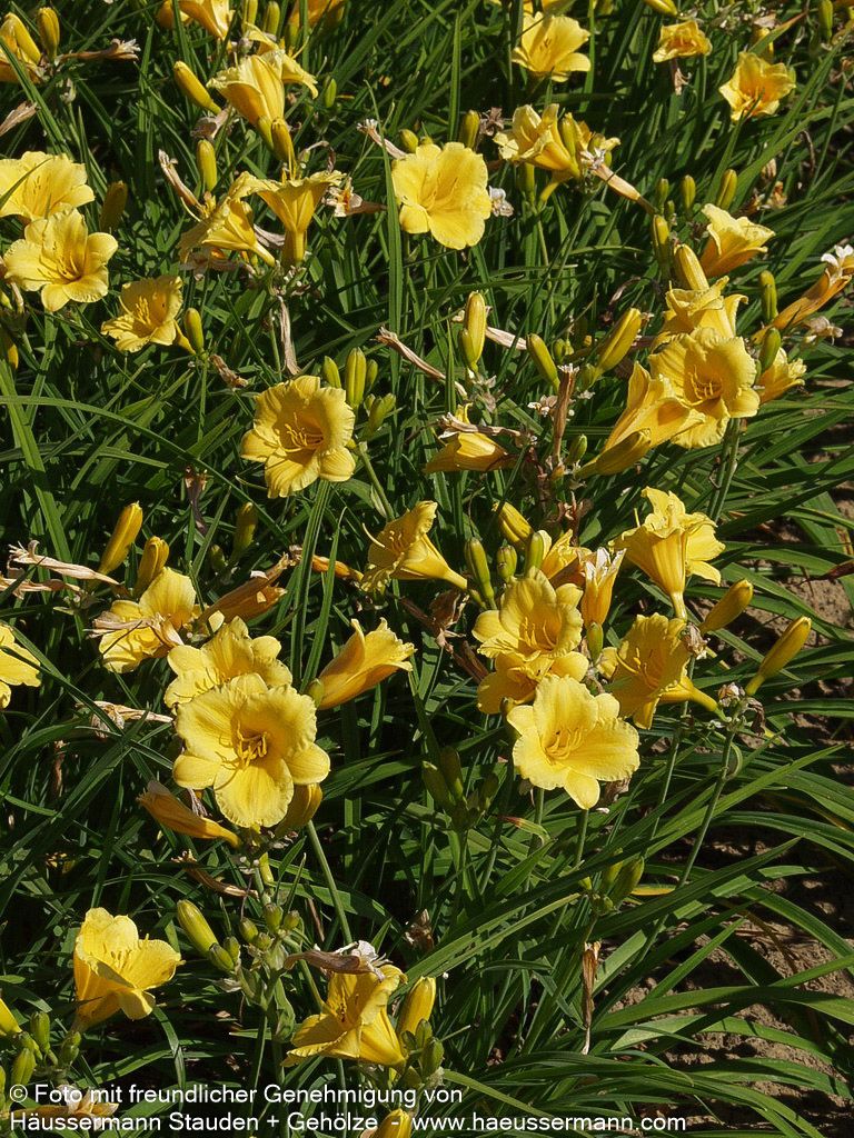 Taglilie 'Stella de Oro' (Hemerocallis x cult.)