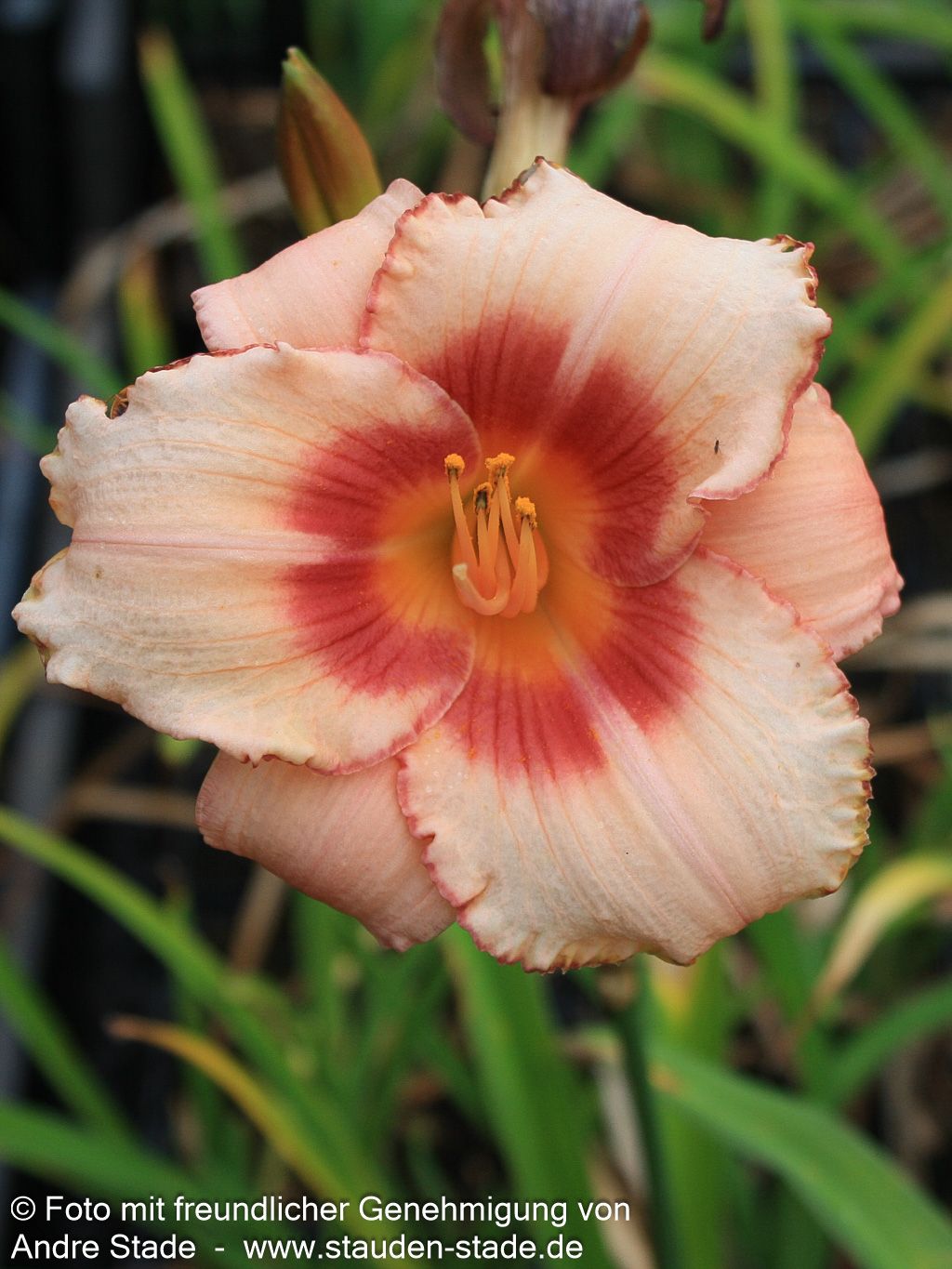 Taglilie 'Strawberry Candy' (Hemerocallis x cult.)