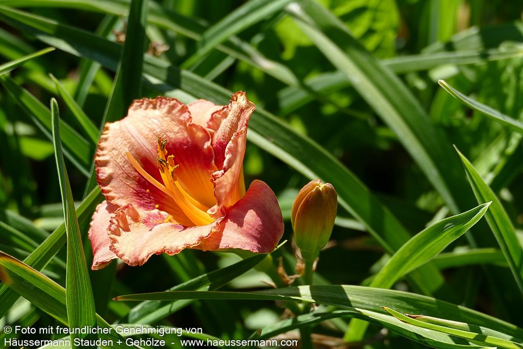 Taglilie 'Strawberry Candy' (Hemerocallis x cult.)