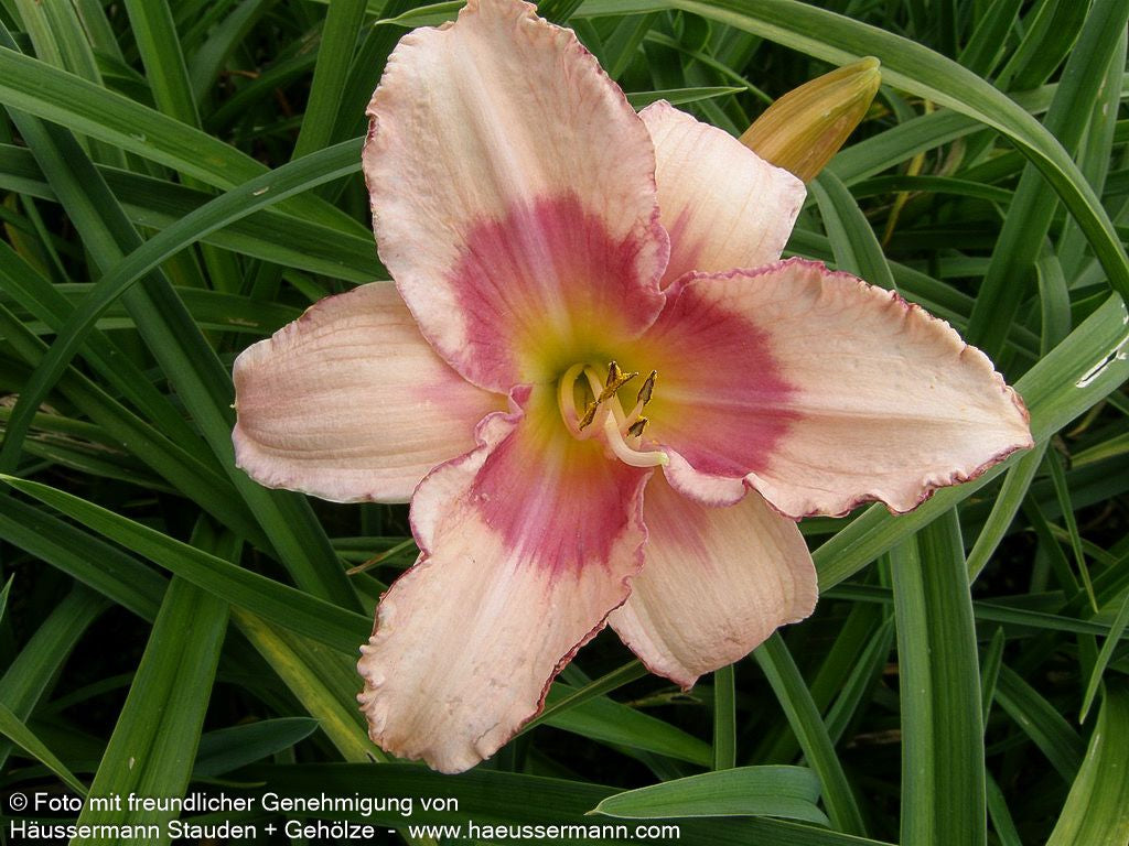 Taglilie 'Strawberry Candy' (Hemerocallis x cult.)