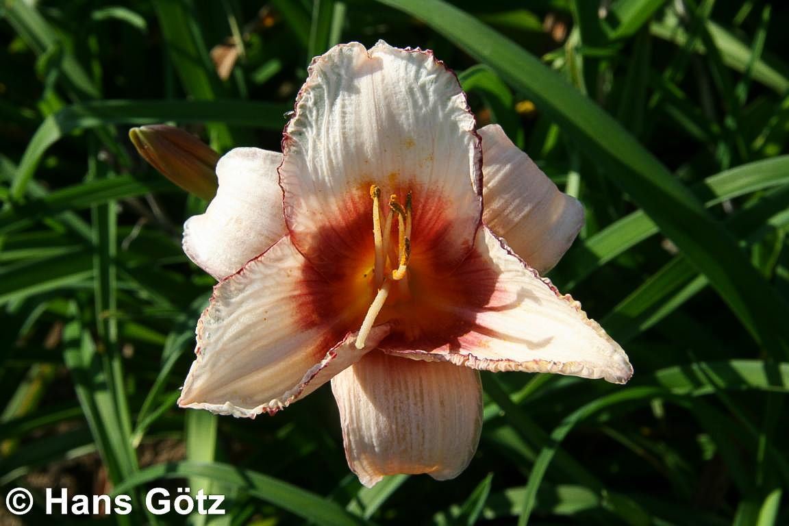 Taglilie 'Strawberry Candy' (Hemerocallis x cult.)
