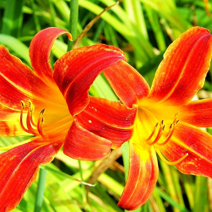 Taglilie 'Tejas' (Hemerocallis x cult.)