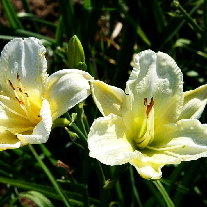 Taglilie 'White Temptation' (Hemerocallis x cult.)