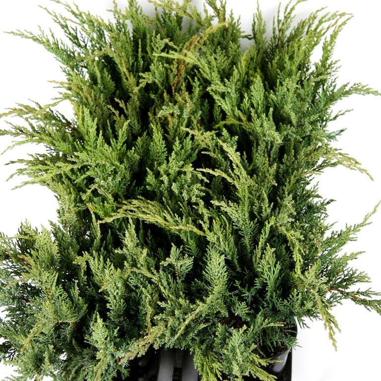 Tamarisken-Wacholder 'Tam No Blight' (Juniperus sabina)