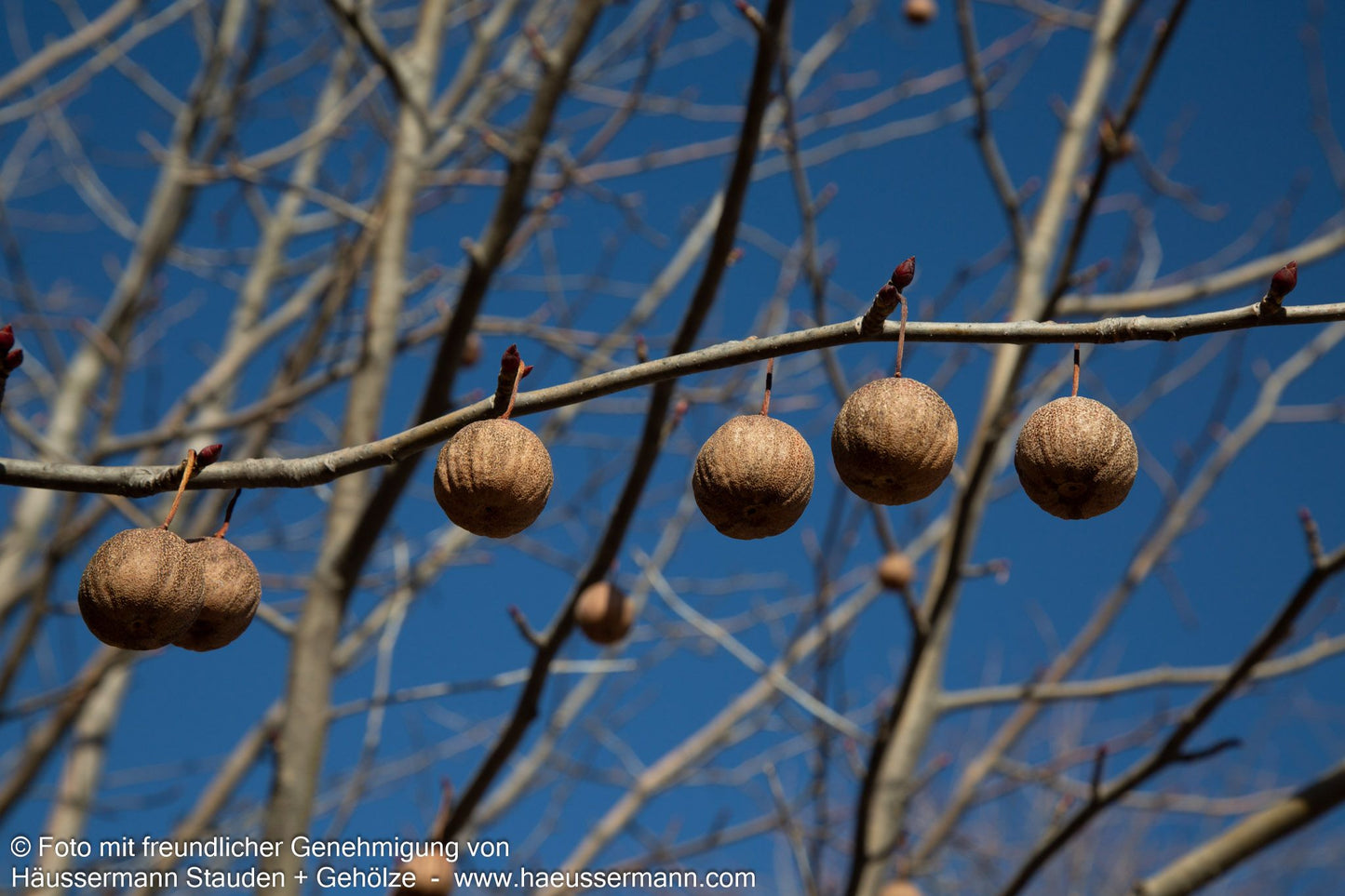 Taschentuchbaum (Davidia involucrata vilmoriniana)