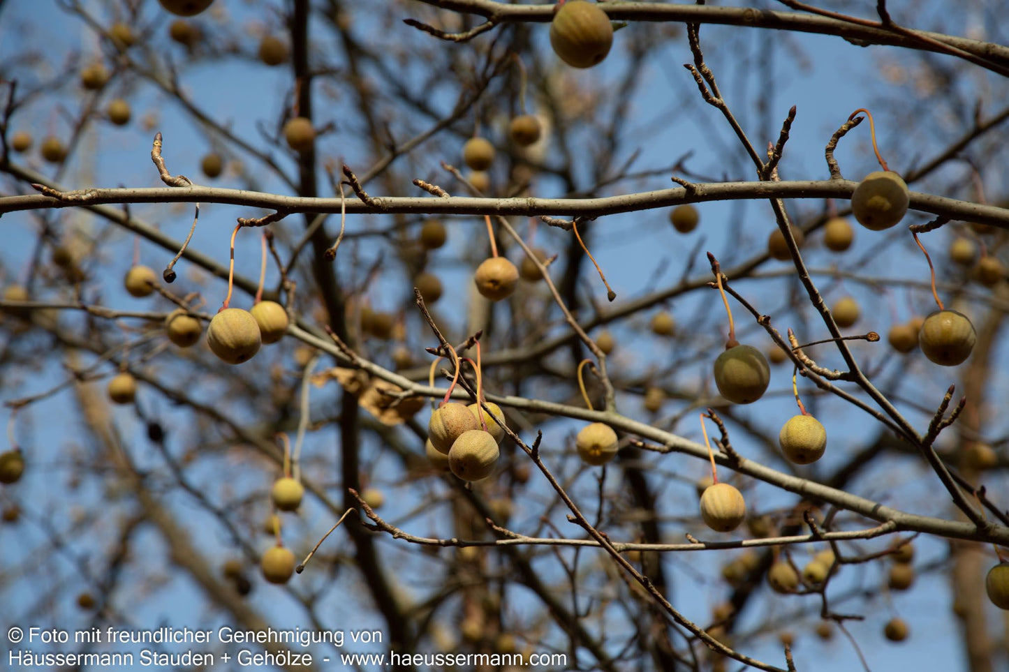 Taschentuchbaum (Davidia involucrata vilmoriniana)