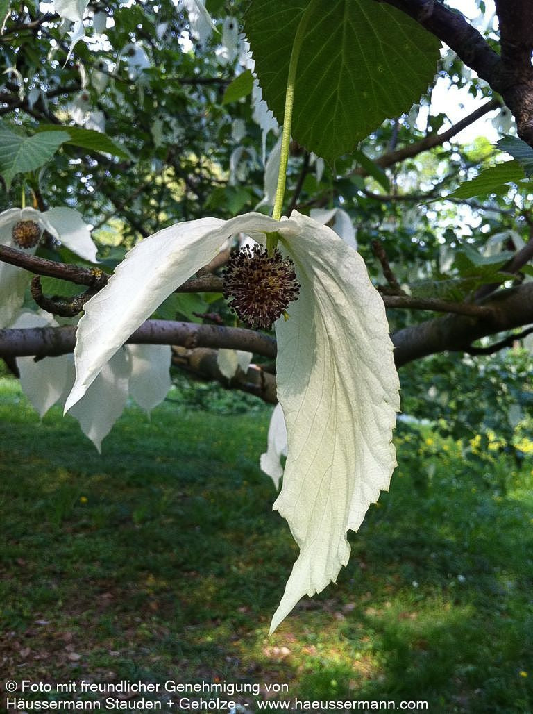 Taschentuchbaum (Davidia involucrata vilmoriniana)