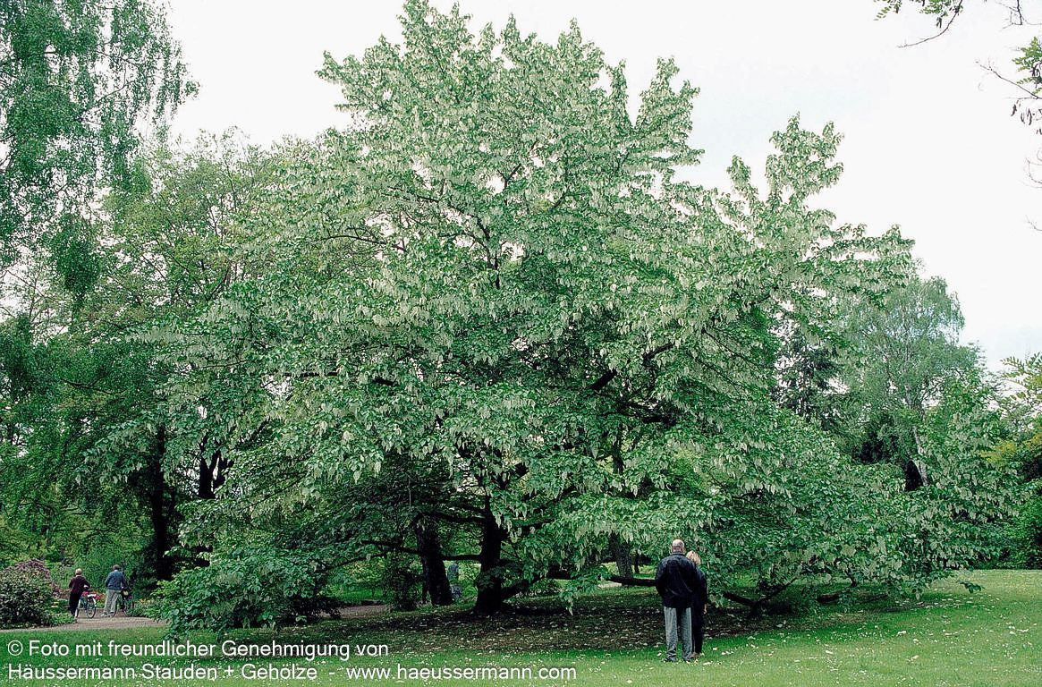 Taschentuchbaum (Davidia involucrata vilmoriniana)