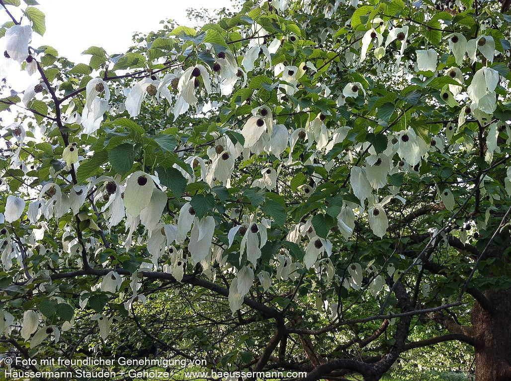 Taschentuchbaum (Davidia involucrata vilmoriniana)