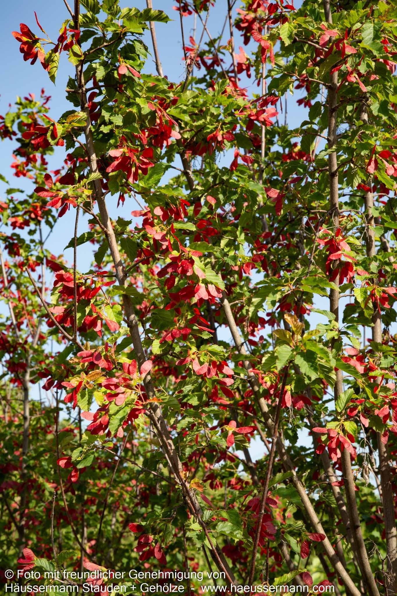 Tatarischer Ahorn 'Hot Wings' (Acer tataricum)