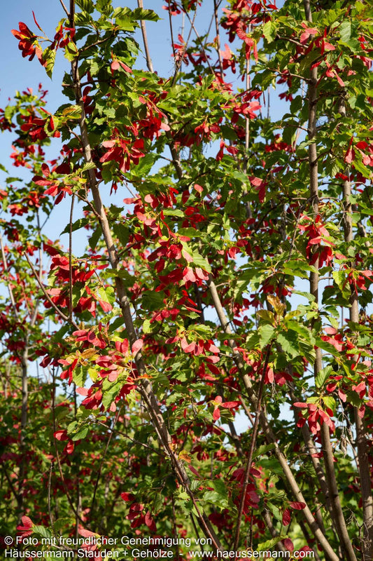 Tatarischer Ahorn 'Hot Wings' (Acer tataricum)