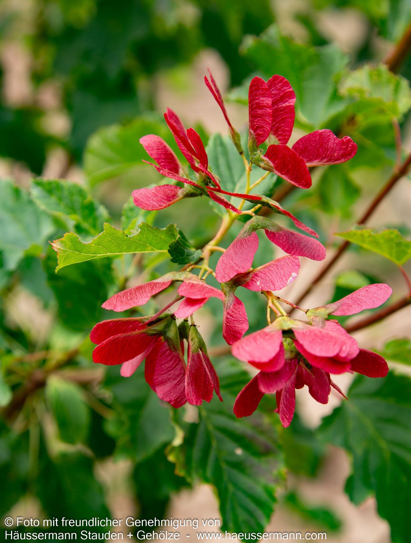 Tatarischer Ahorn 'Hot Wings' (Acer tataricum)