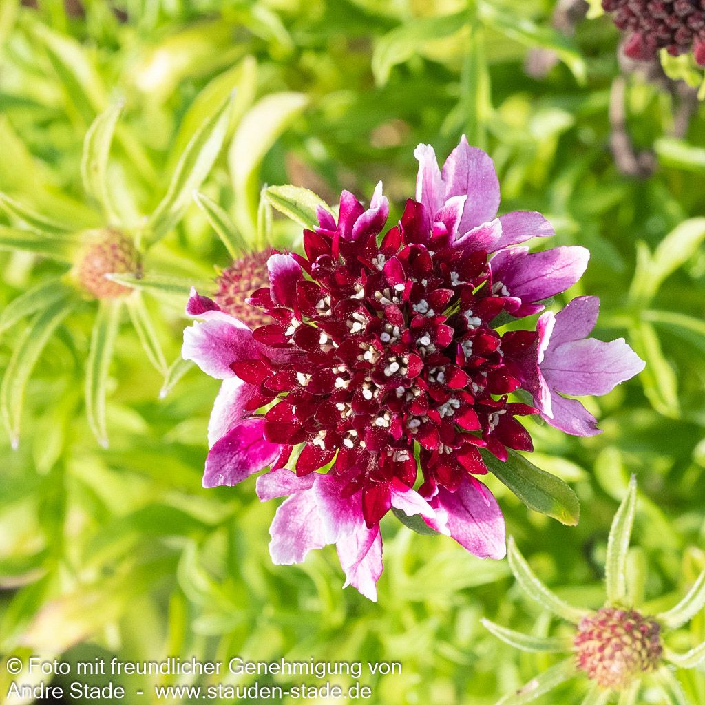 Tauben-Skabiose 'Barocca' (Scabiosa columbaria)