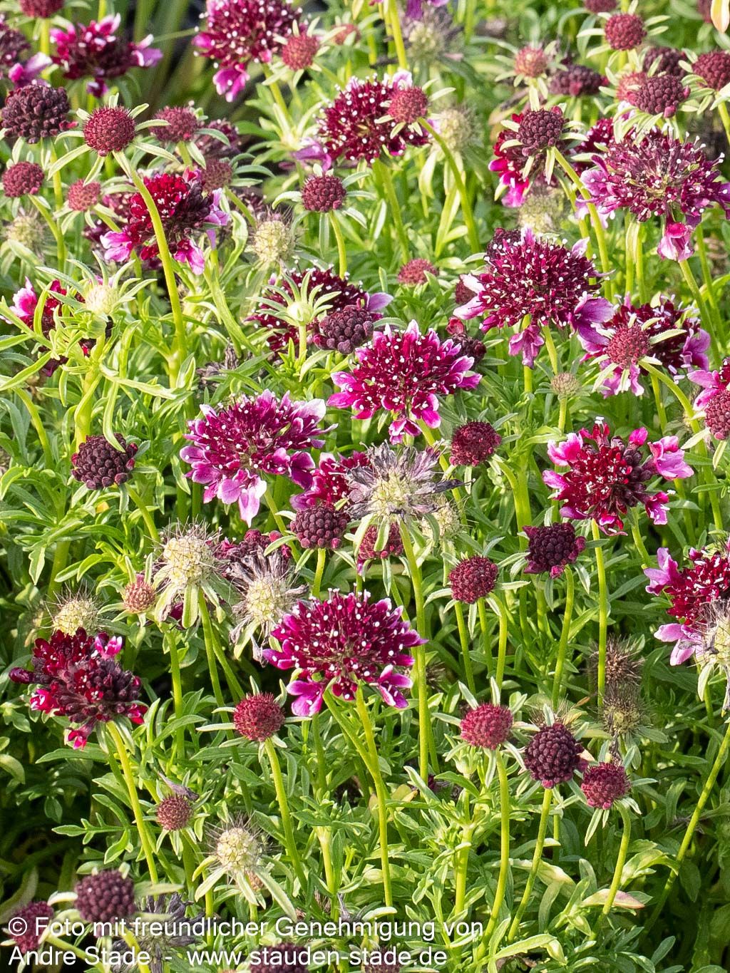 Tauben-Skabiose 'Barocca' (Scabiosa columbaria)