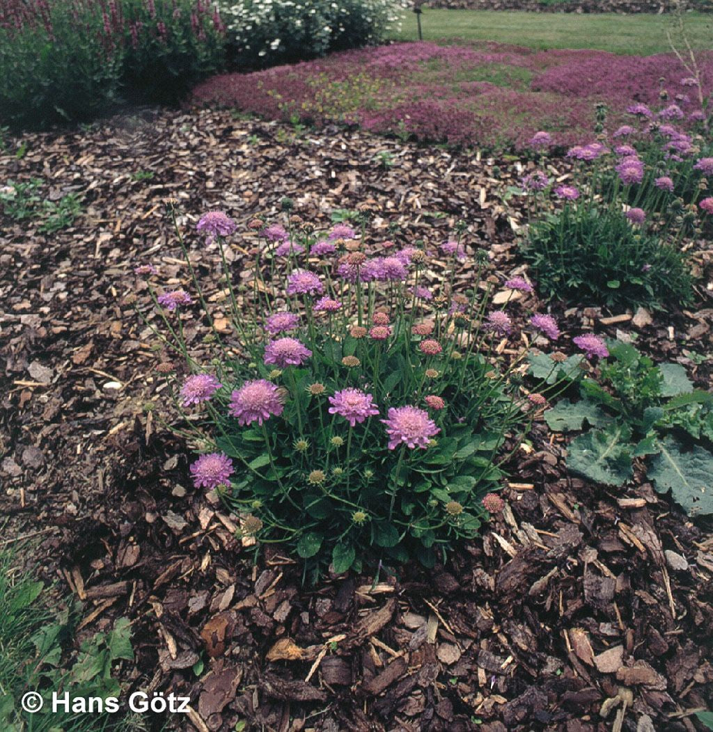 Tauben-Skabiose 'Nana' (Scabiosa columbaria)