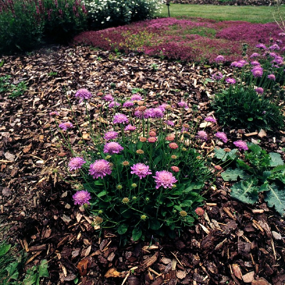 Tauben-Skabiose 'Nana' (Scabiosa columbaria)