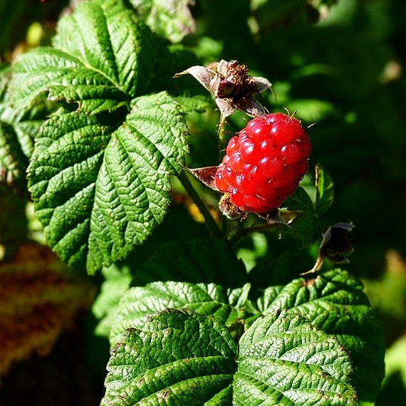Tayberry 'Tayberry Medana' (Rubus x cult.)
