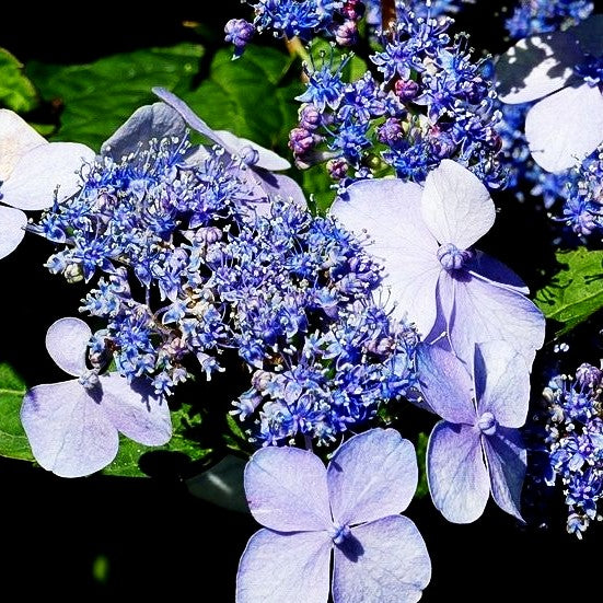 Teller-Hortensie 'Bluebird' (Hydrangea serrata)