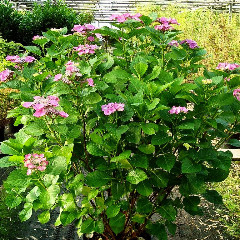 Teller-Hortensie 'Fasan' (Hydrangea macrophylla)