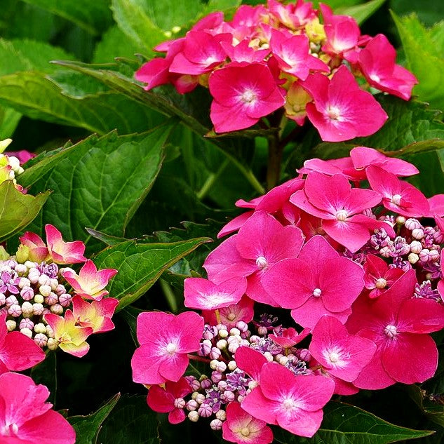 Teller-Hortensie 'Kardinal' (Hydrangea macrophylla)