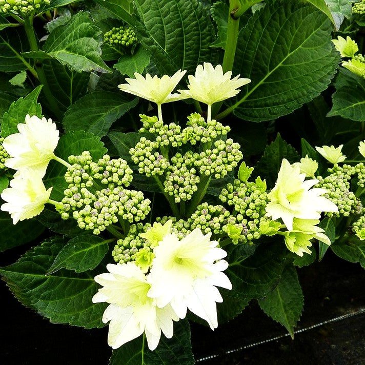Teller-Hortensie 'Koria' (Hydrangea macr.)