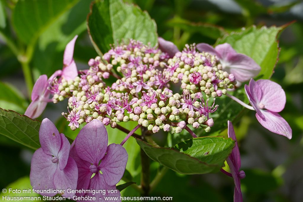 Teller-Hortensie 'Mariesii Perfecta' (Hydrangea macrophylla)