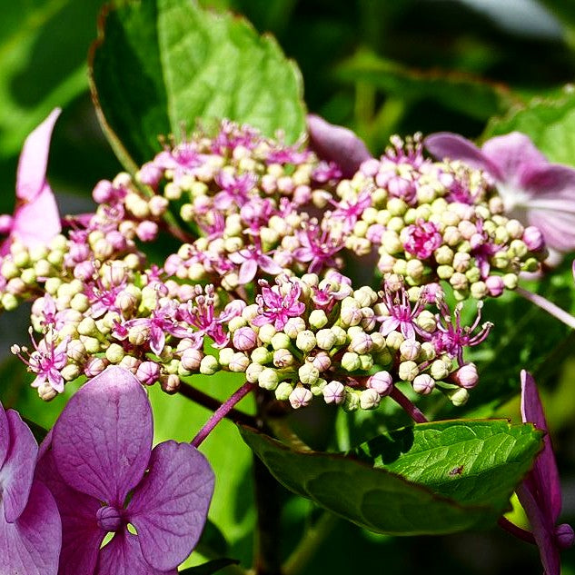 Teller-Hortensie 'Mariesii Perfecta' (Hydrangea macrophylla)