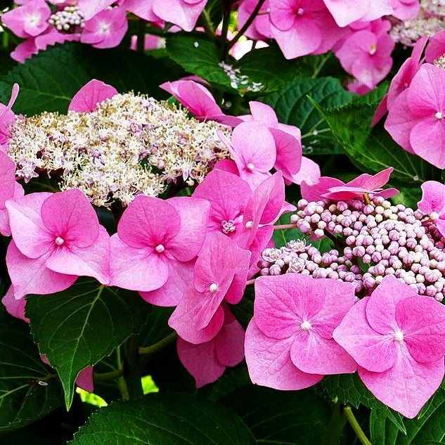 Teller-Hortensie 'Taube' (Hydrangea macrophylla)