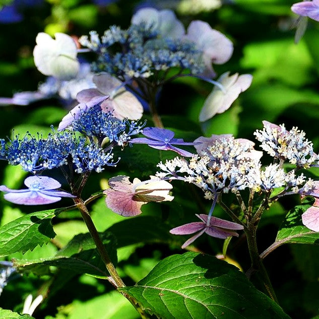 Teller-Hortensie 'Veerle' (Hydrangea serrata)