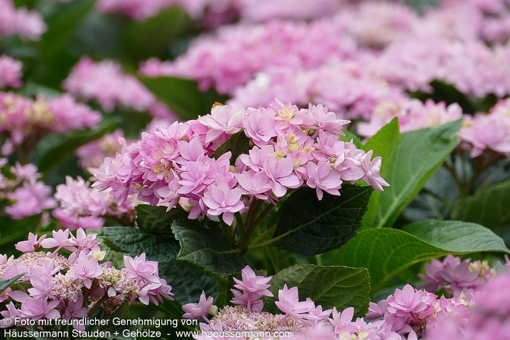 Teller-Hortensie 'You&Me Romance' (Hydrangea macr.)
