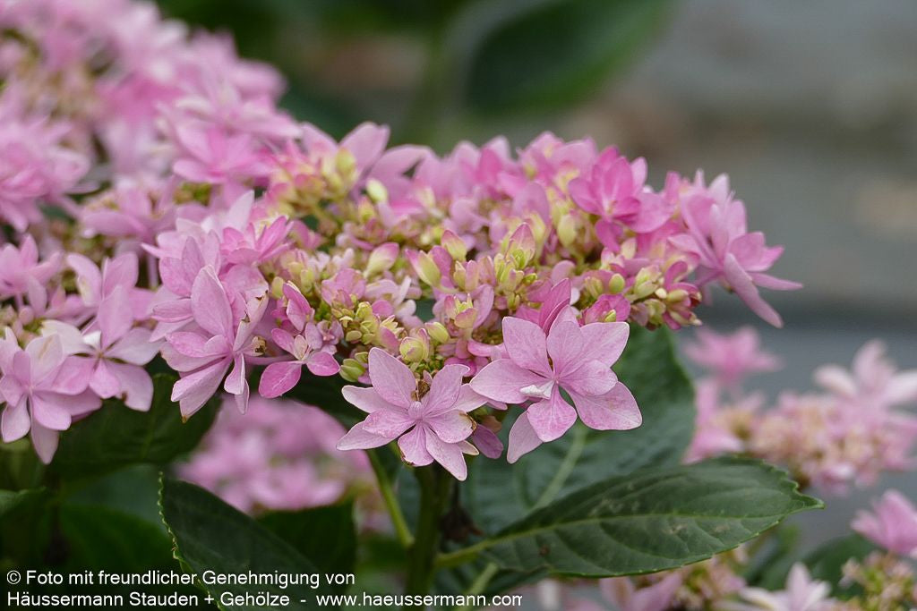 Teller-Hortensie 'You&Me Romance' (Hydrangea macr.)