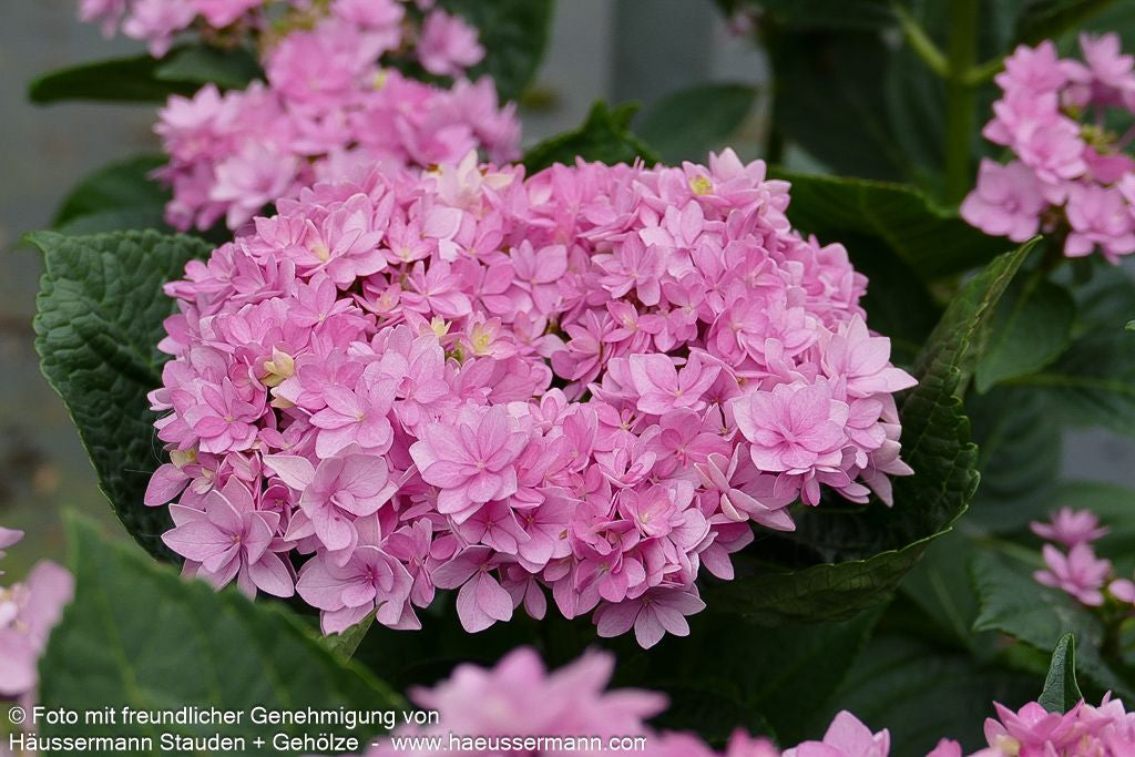 Teller-Hortensie 'You&Me Romance' (Hydrangea macr.)