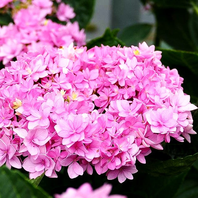 Teller-Hortensie 'You&Me Romance' (Hydrangea macr.)