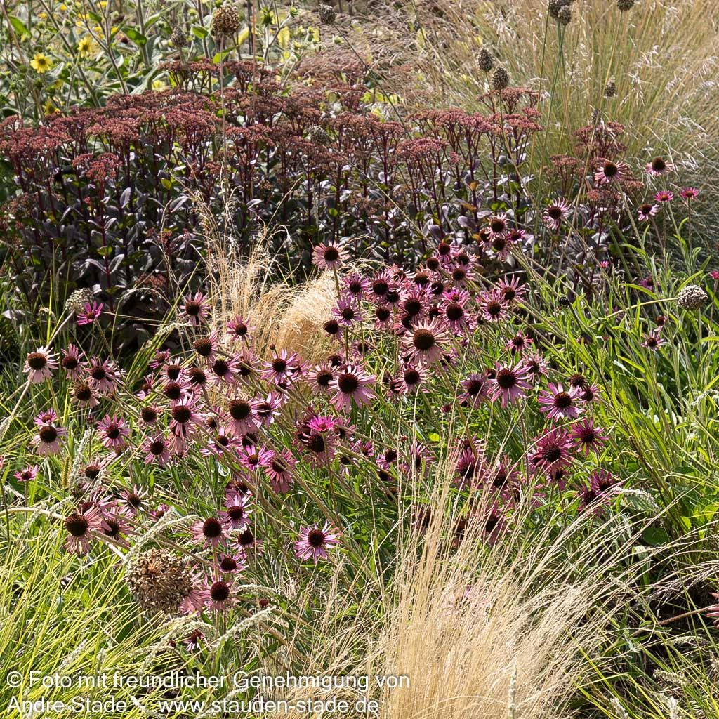 Tennessee-Scheinsonnenhut 'Rocky Top' (Echinacea tennesseensis)
