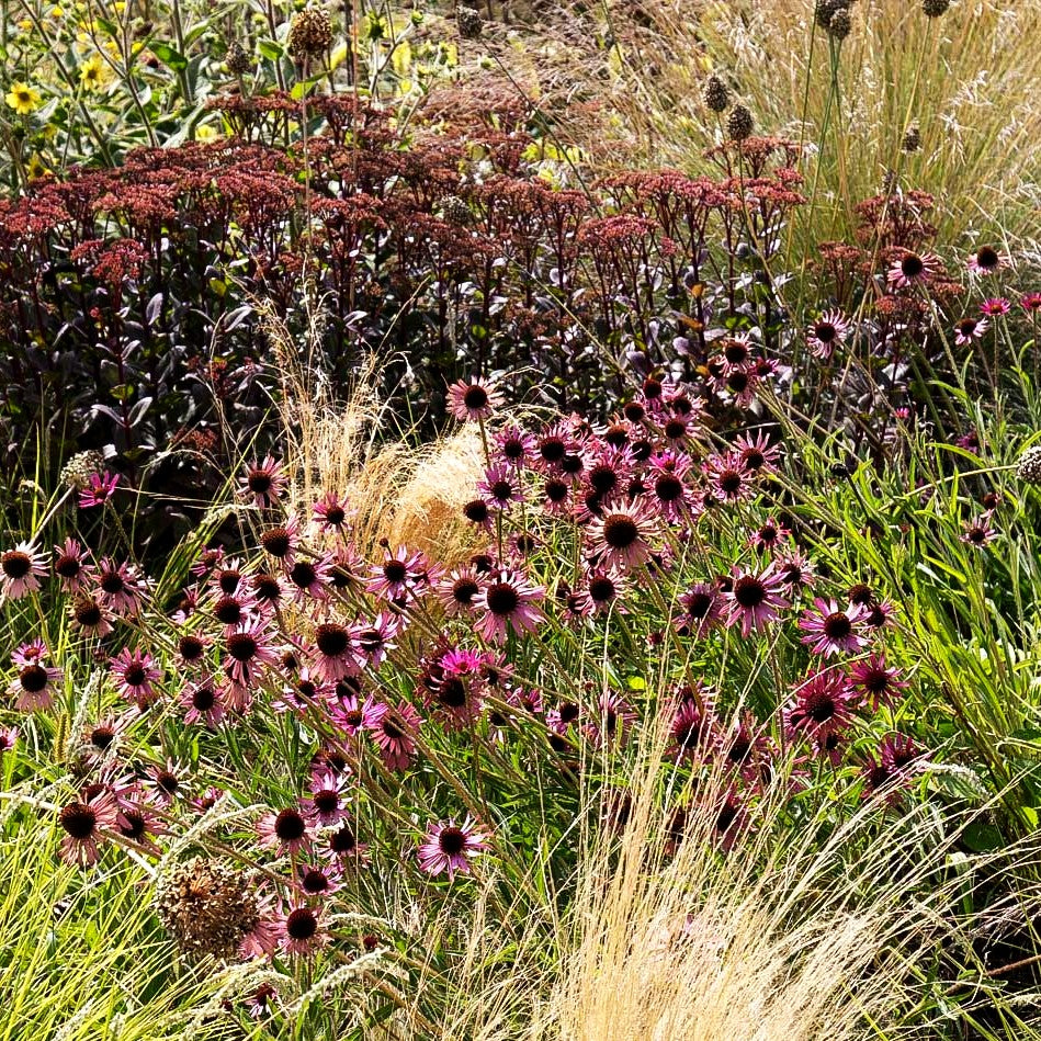Tennessee-Scheinsonnenhut 'Rocky Top' (Echinacea tennesseensis)