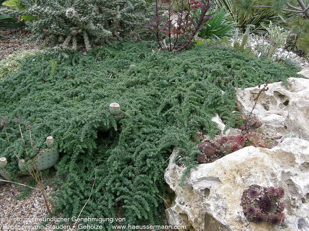 Teppich-Aster 'Snowflurry' (Aster ericoides)