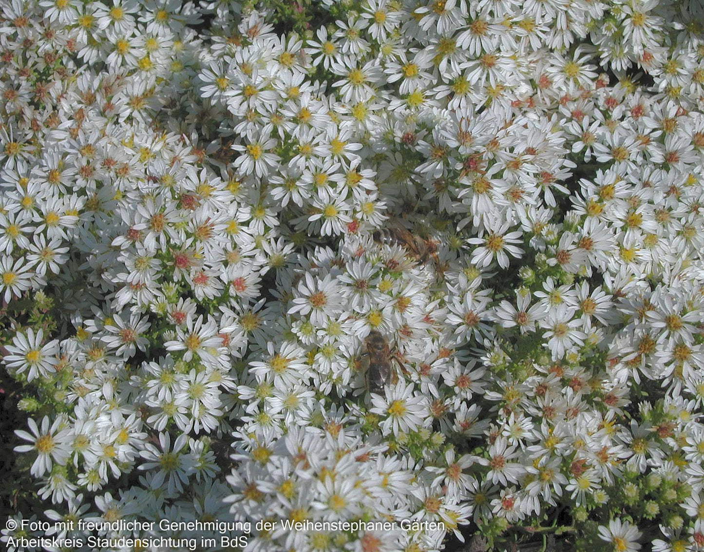 Teppich-Aster 'Snowflurry' (Aster ericoides)