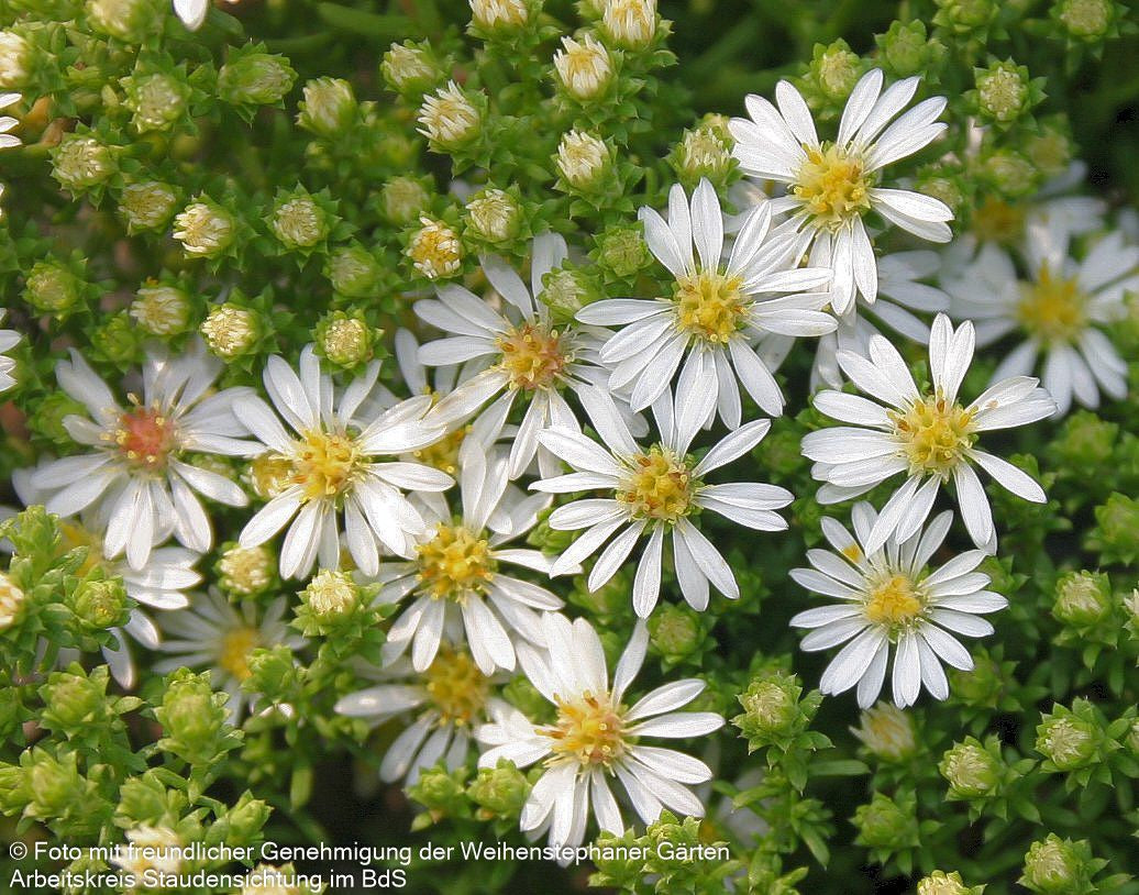 Teppich-Aster 'Snowflurry' (Aster ericoides)