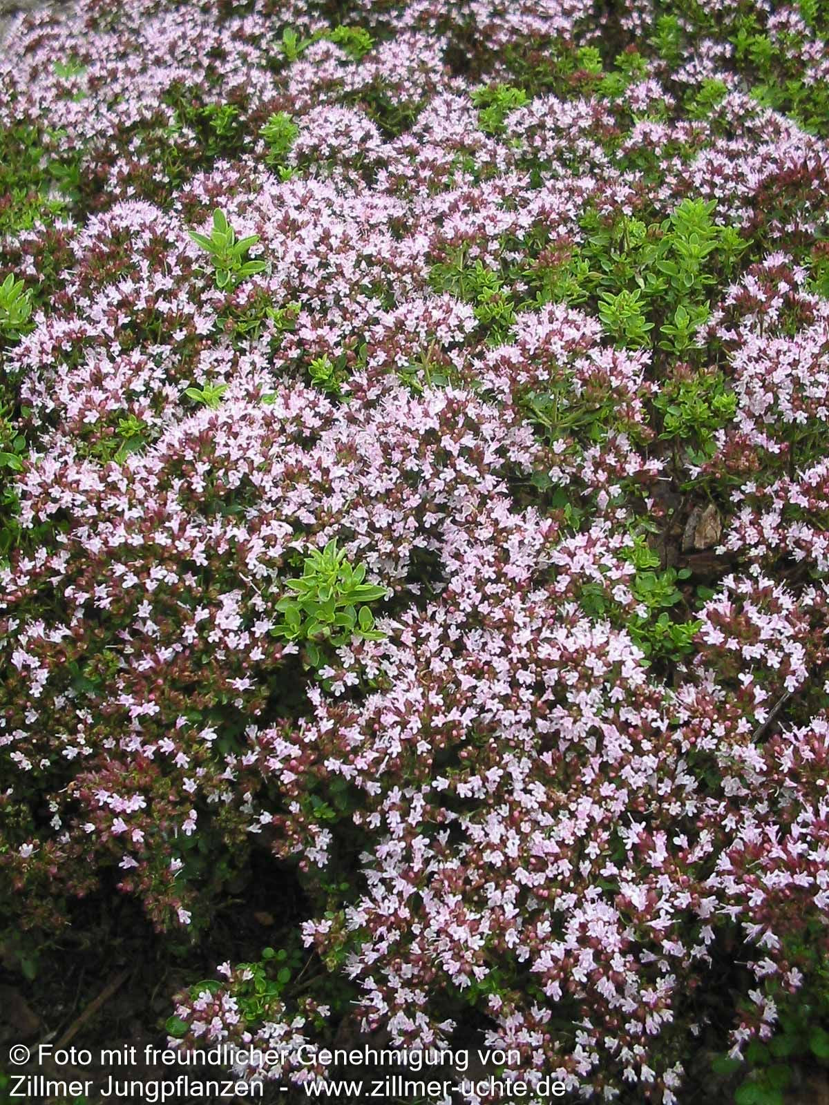 Teppich-Dost 'Compactum' (Origanum vulgare)