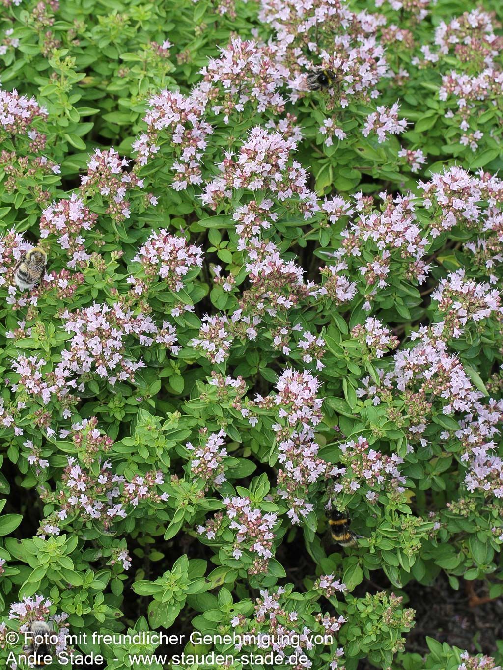 Teppich-Dost 'Compactum' (Origanum vulgare)