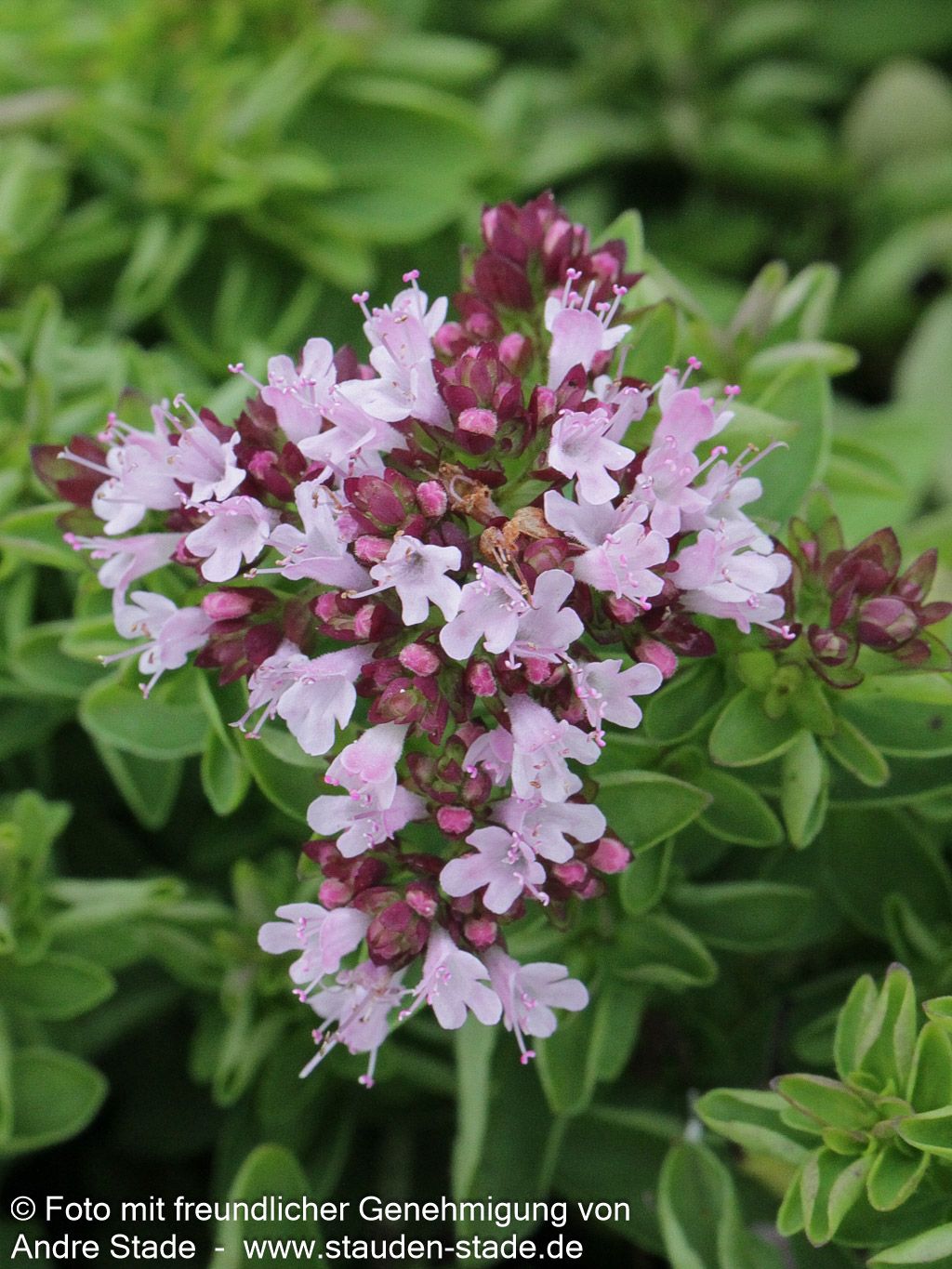 Teppich-Dost 'Compactum' (Origanum vulgare)
