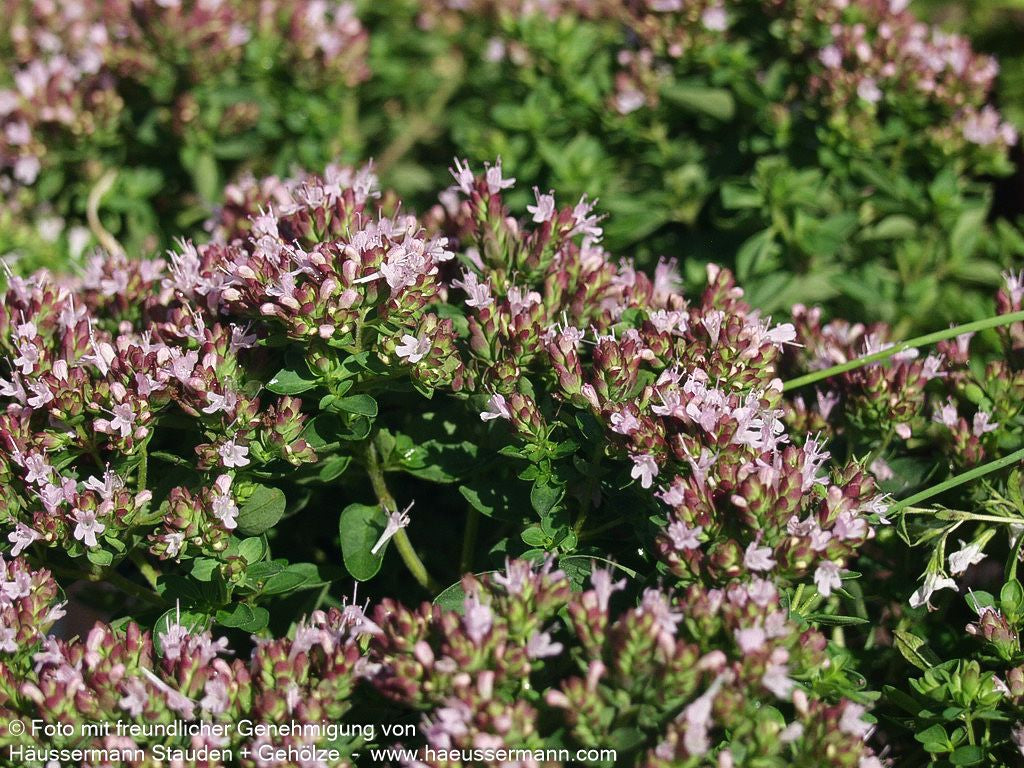 Teppich-Dost 'Compactum' (Origanum vulgare)