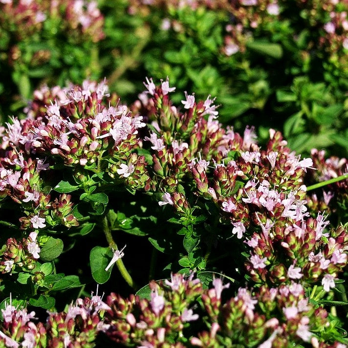 Teppich-Dost 'Compactum' (Origanum vulgare)