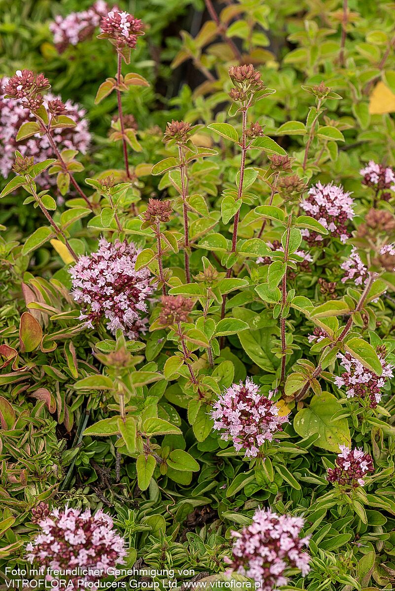 Teppich-Dost 'Compactum' (Origanum vulgare)