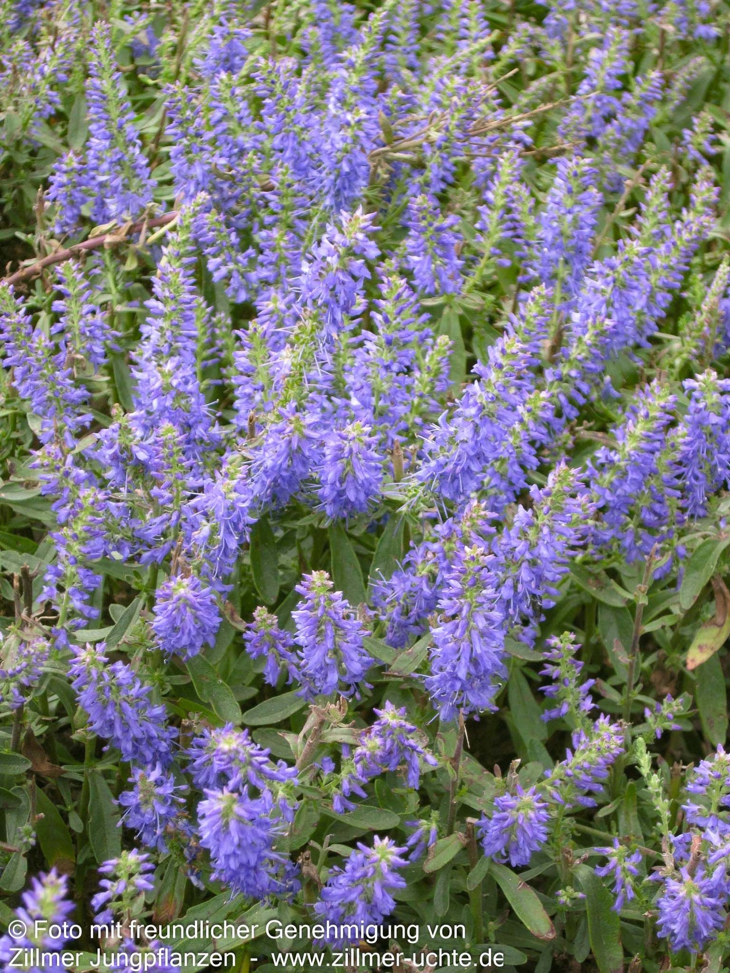 Teppich-Ehrenpreis 'Nana Blauteppich' (Veronica spicata)