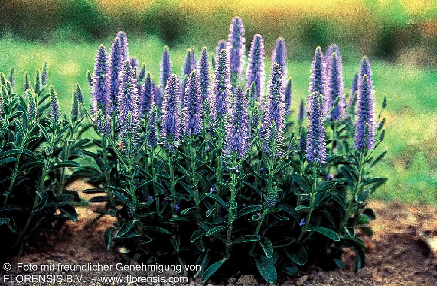 Teppich-Ehrenpreis 'Nana Blauteppich' (Veronica spicata)
