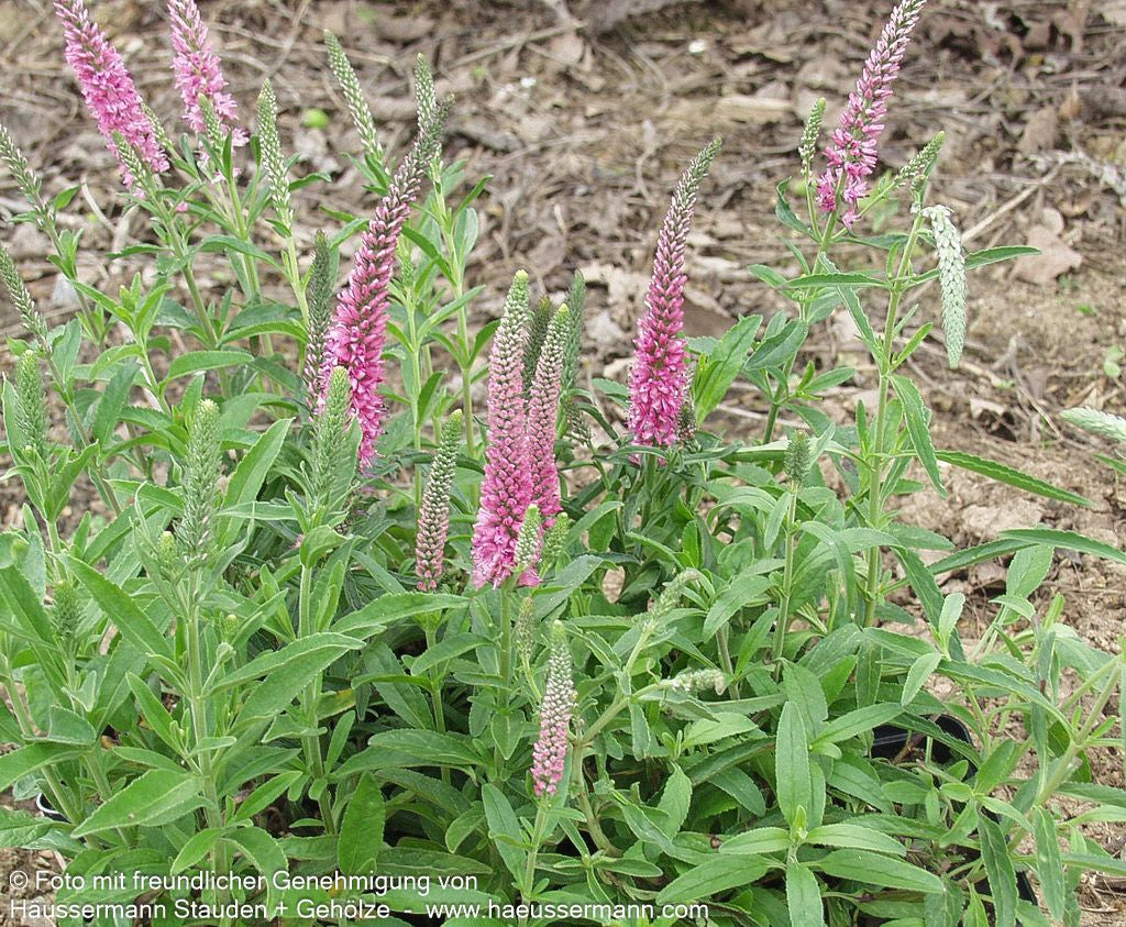 Teppich-Ehrenpreis 'Rosa Zwerg' (Veronica spicata)