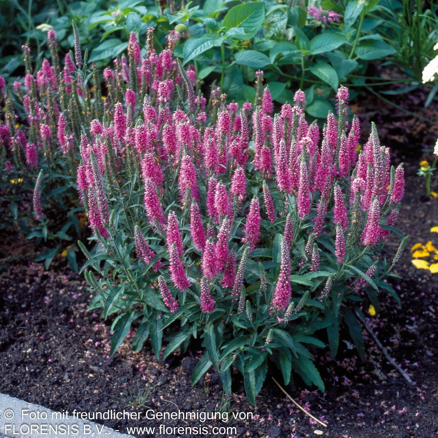 Teppich-Ehrenpreis 'Rosa Zwerg' (Veronica spicata)